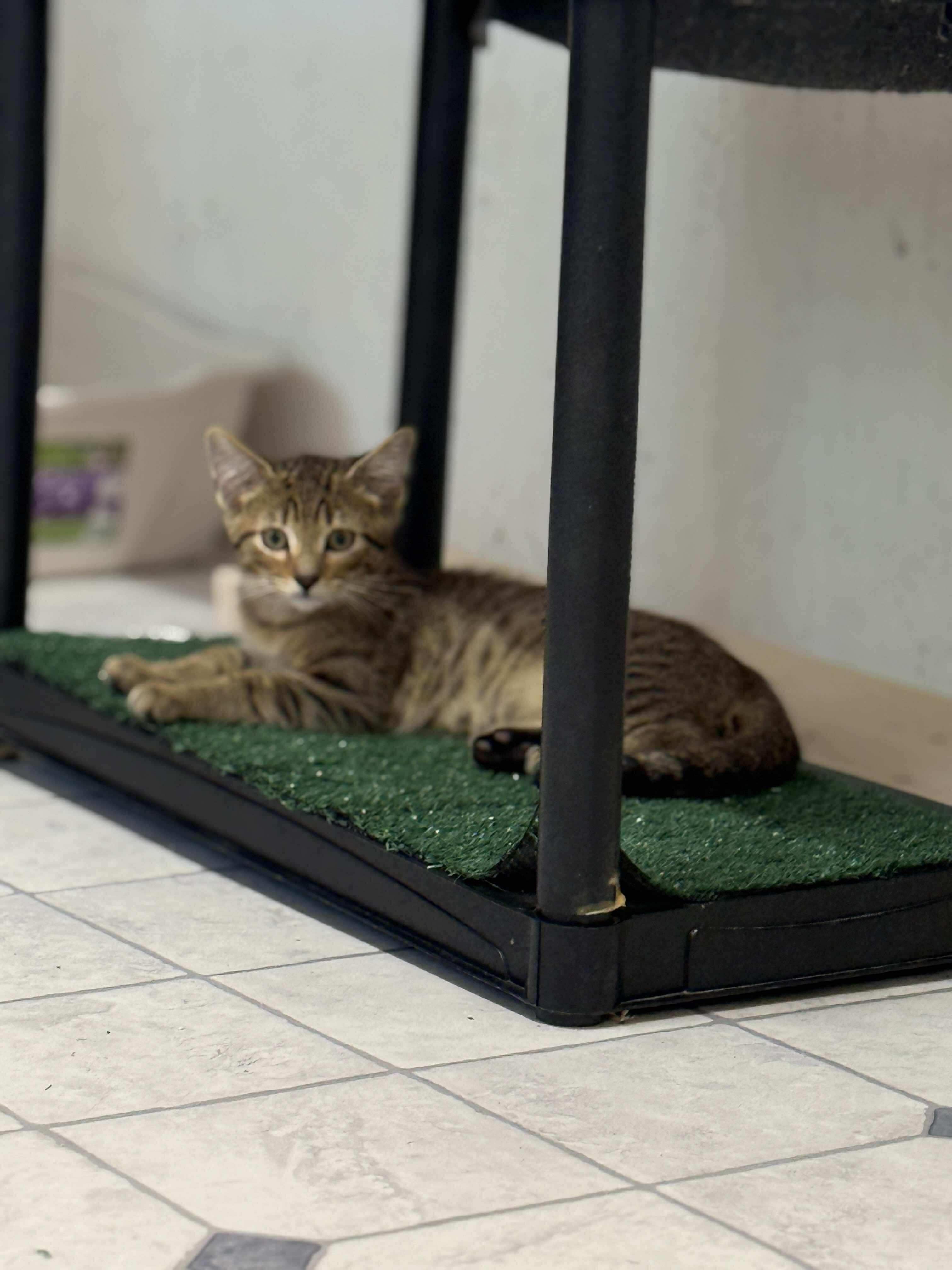 Linus, a Adoptable Domestic Short Hair in Talbott, TN image 6/6