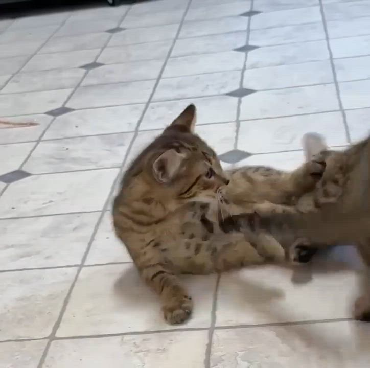 Enlarge Linus, a Adoptable Domestic Short Hair in Talbott, TN video 3/6