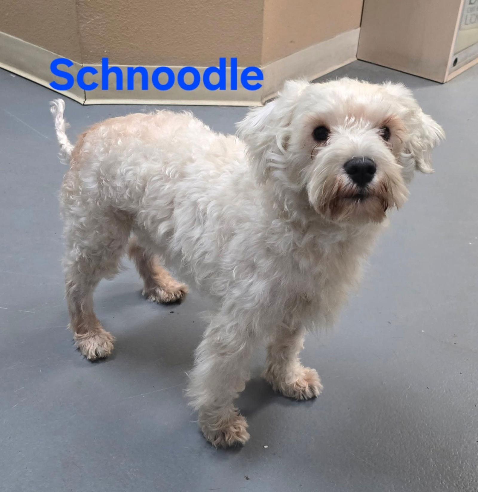 Schnoodle, Adoptable, Adult Male Schnauzer & Poodle.
