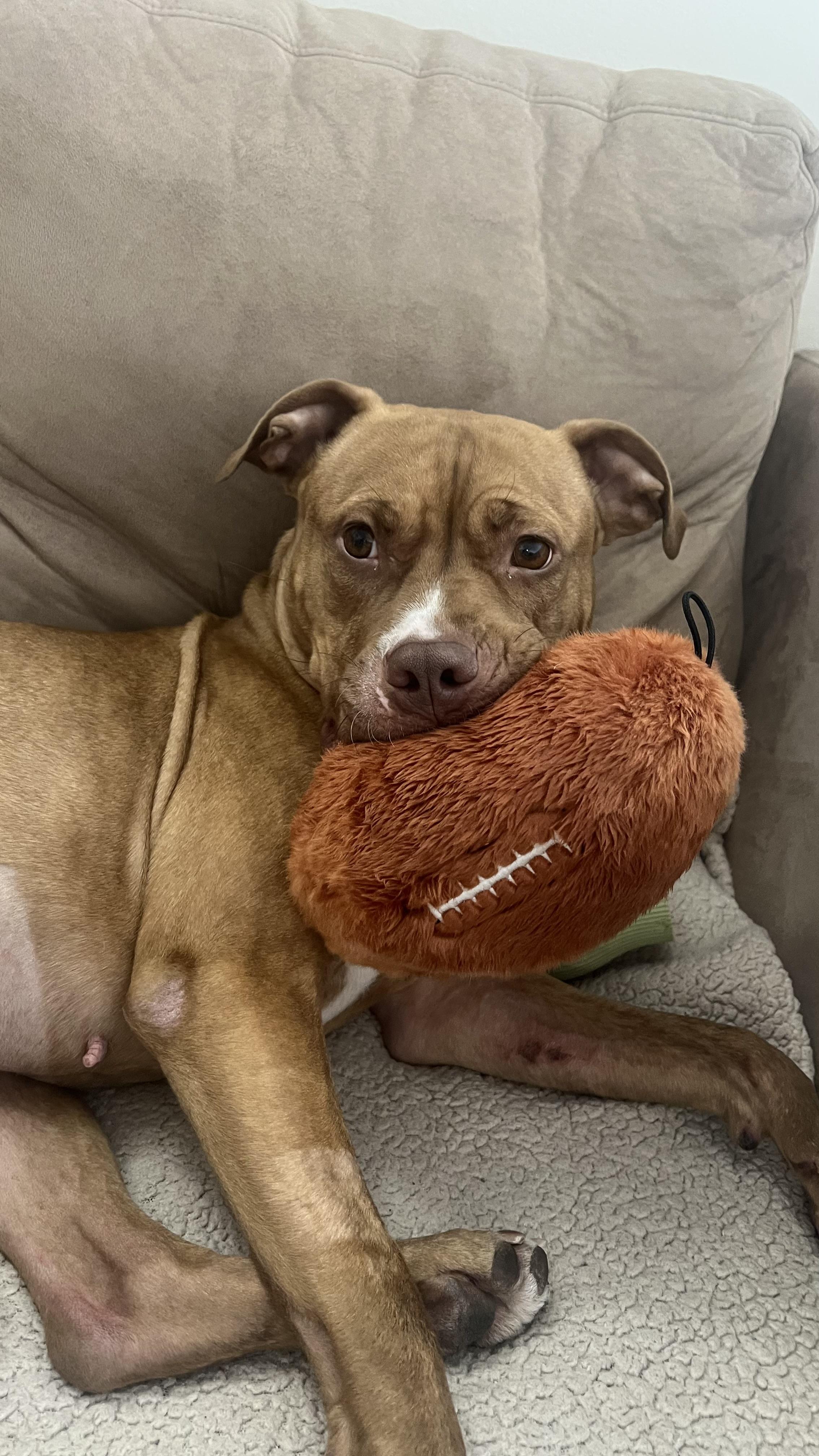 Enlarge Mariska, a ADOPTABLE Mixed Breed in Matawan, NJ image 2/3