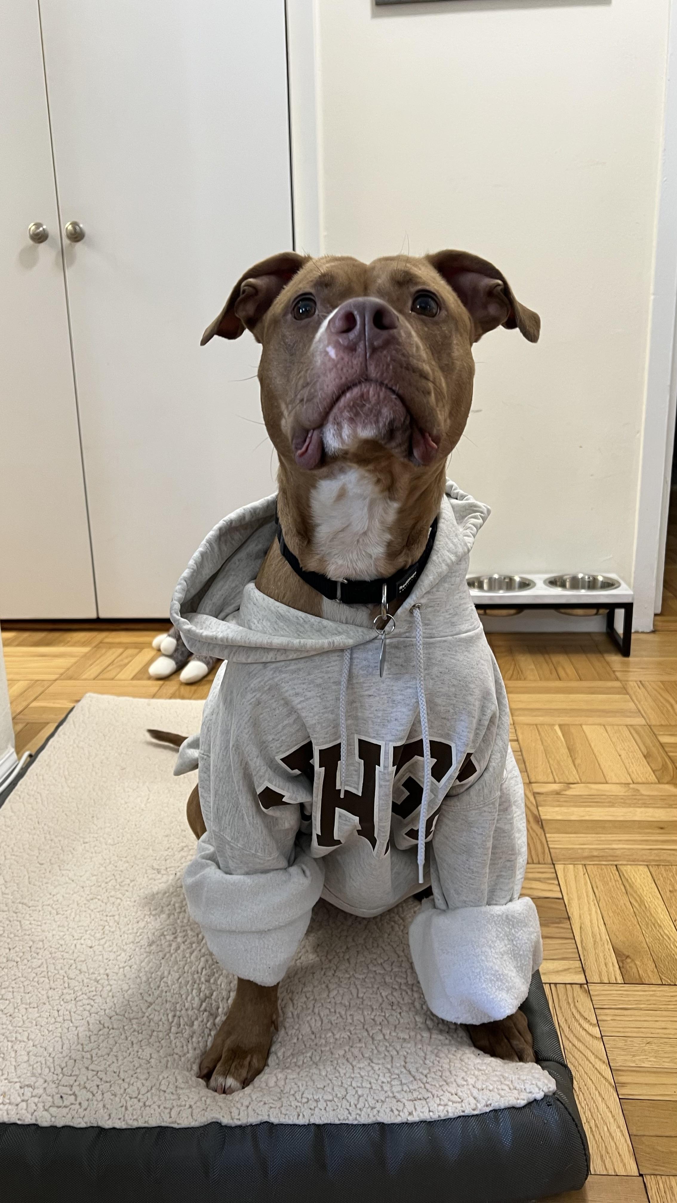 Mariska, ADOPTABLE, Adult Female Mixed Breed.