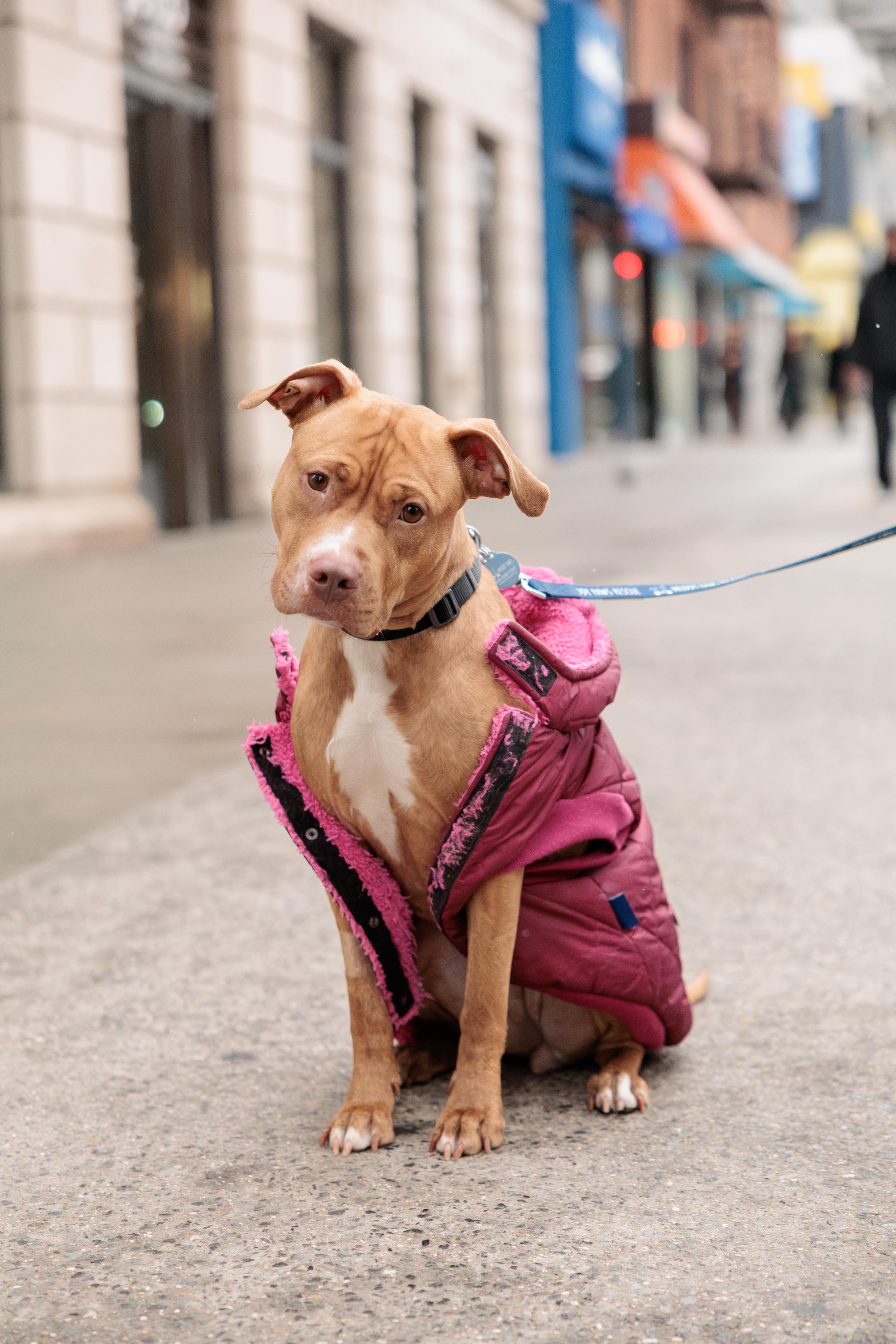 Enlarge Mariska, a ADOPTABLE Mixed Breed in Matawan, NJ image 3/3