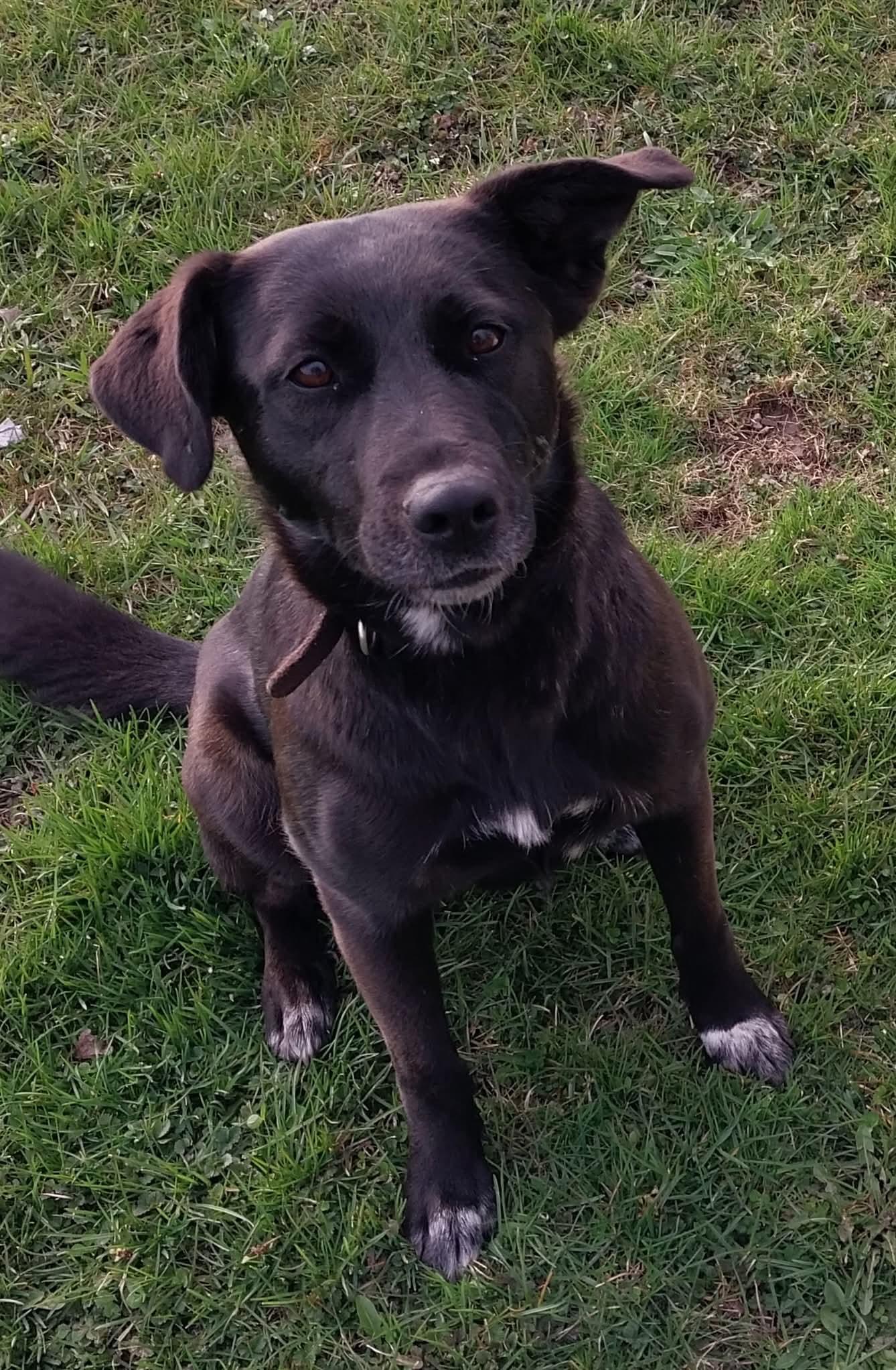 Michelle, a Adoptable mixed breed in Sturgis, MI image 2/5