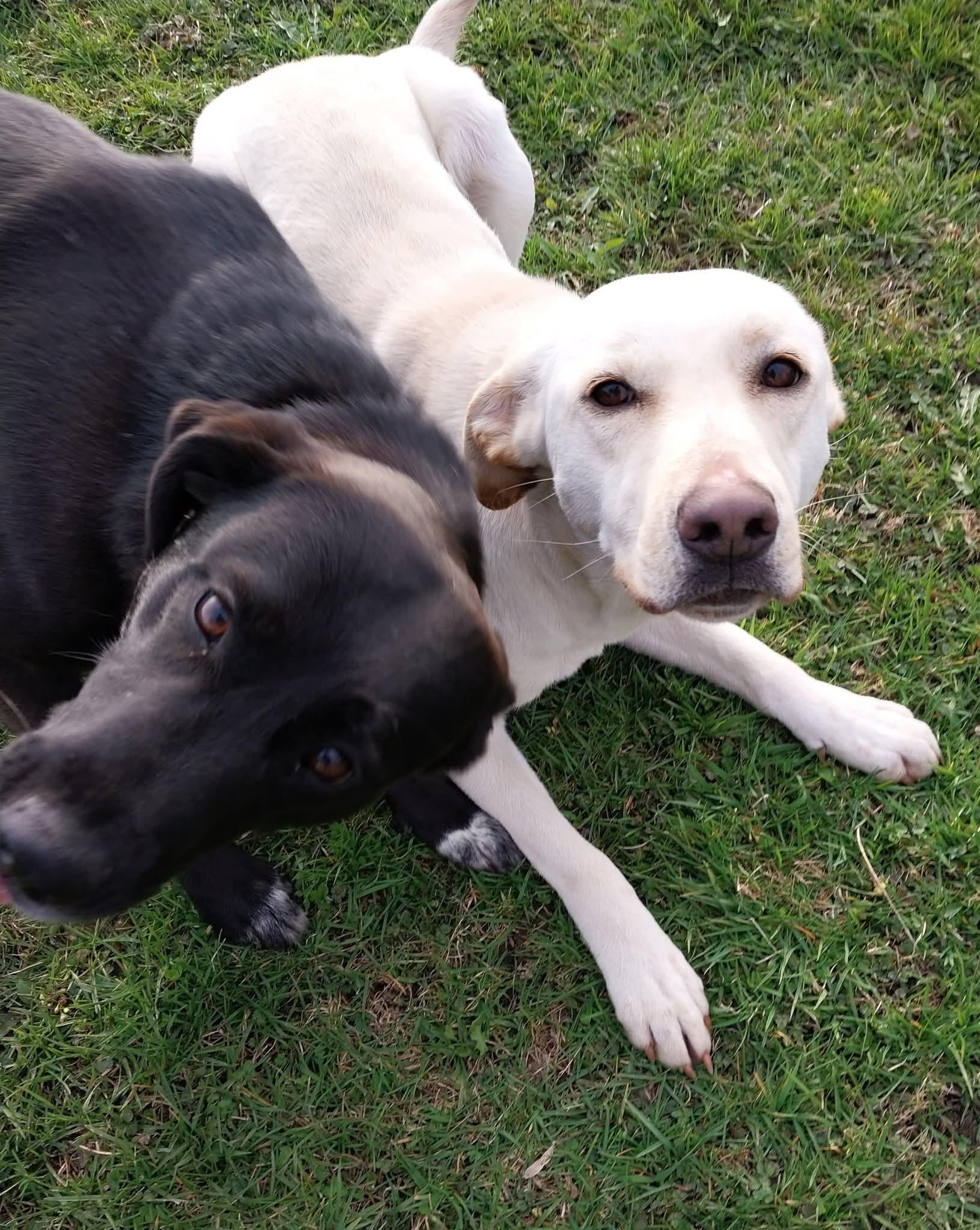Michelle, a Adoptable mixed breed in Sturgis, MI image 4/5