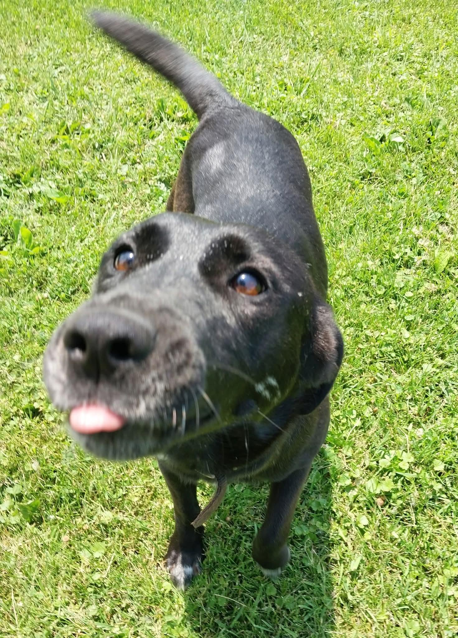 Michelle, a Adoptable mixed breed in Sturgis, MI image 5/5