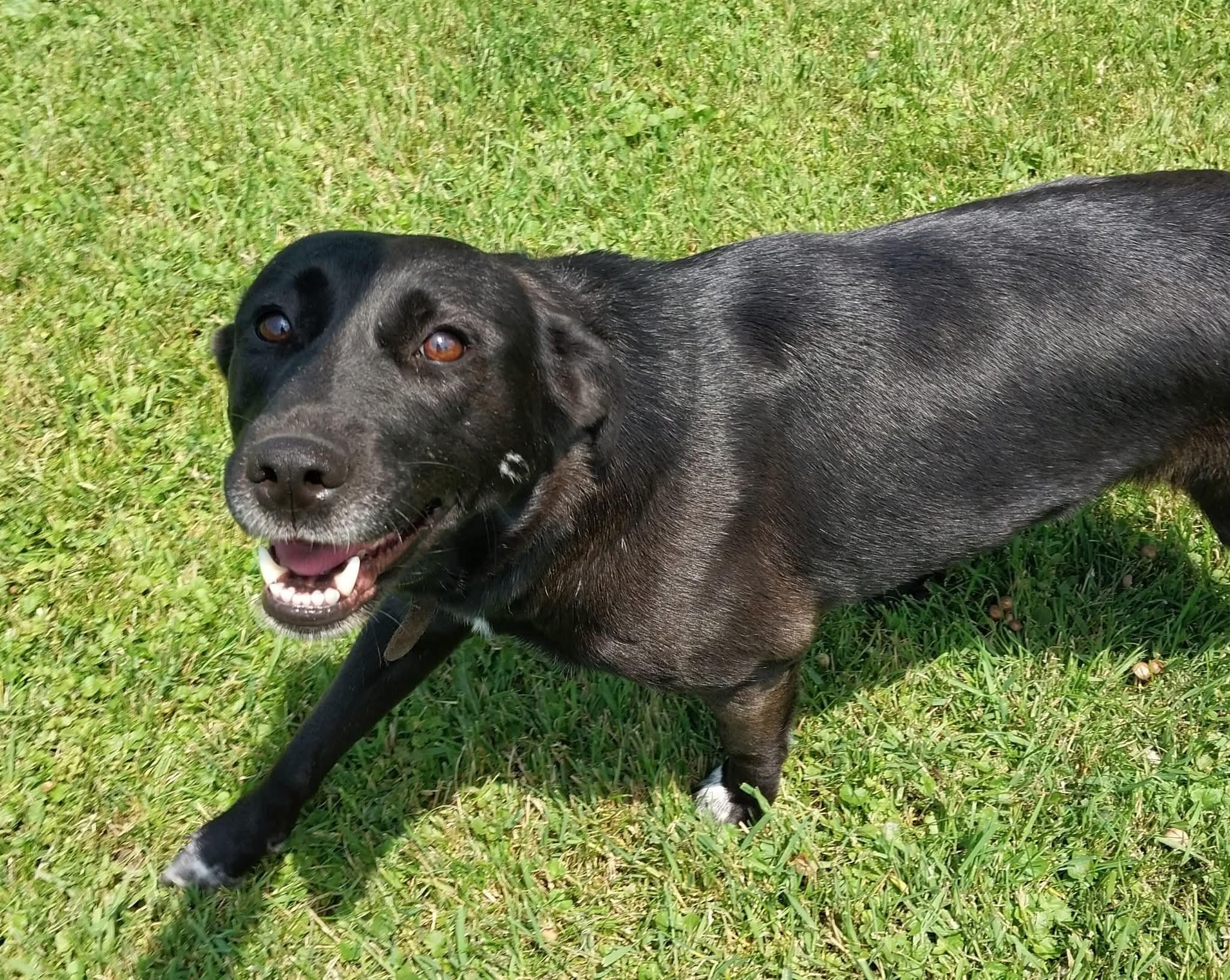 Michelle, Adoptable, Adult Female Labrador Retriever & Australian Cattle Dog / Blue Heeler.