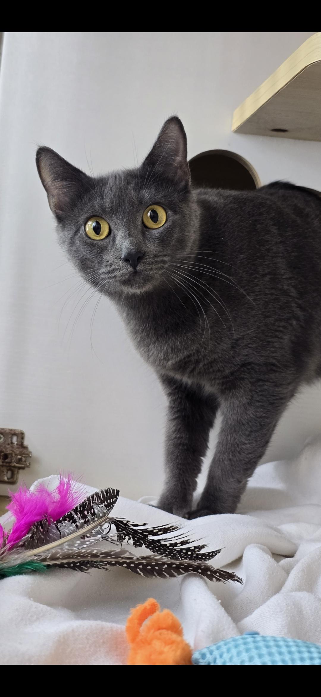 Lady liberty , ADOPTABLE, Young Female Chartreux.