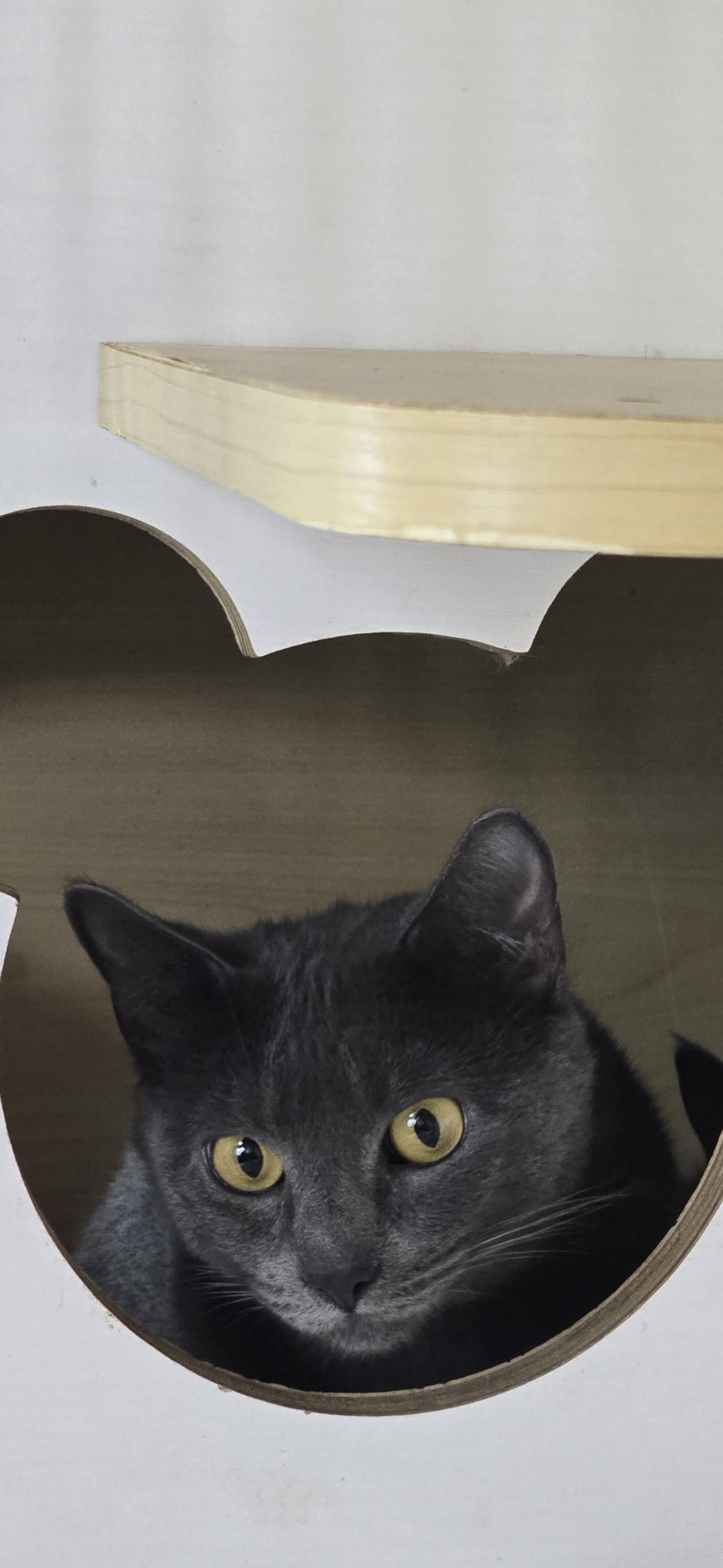 Lady liberty , ADOPTABLE, Young Female Chartreux.