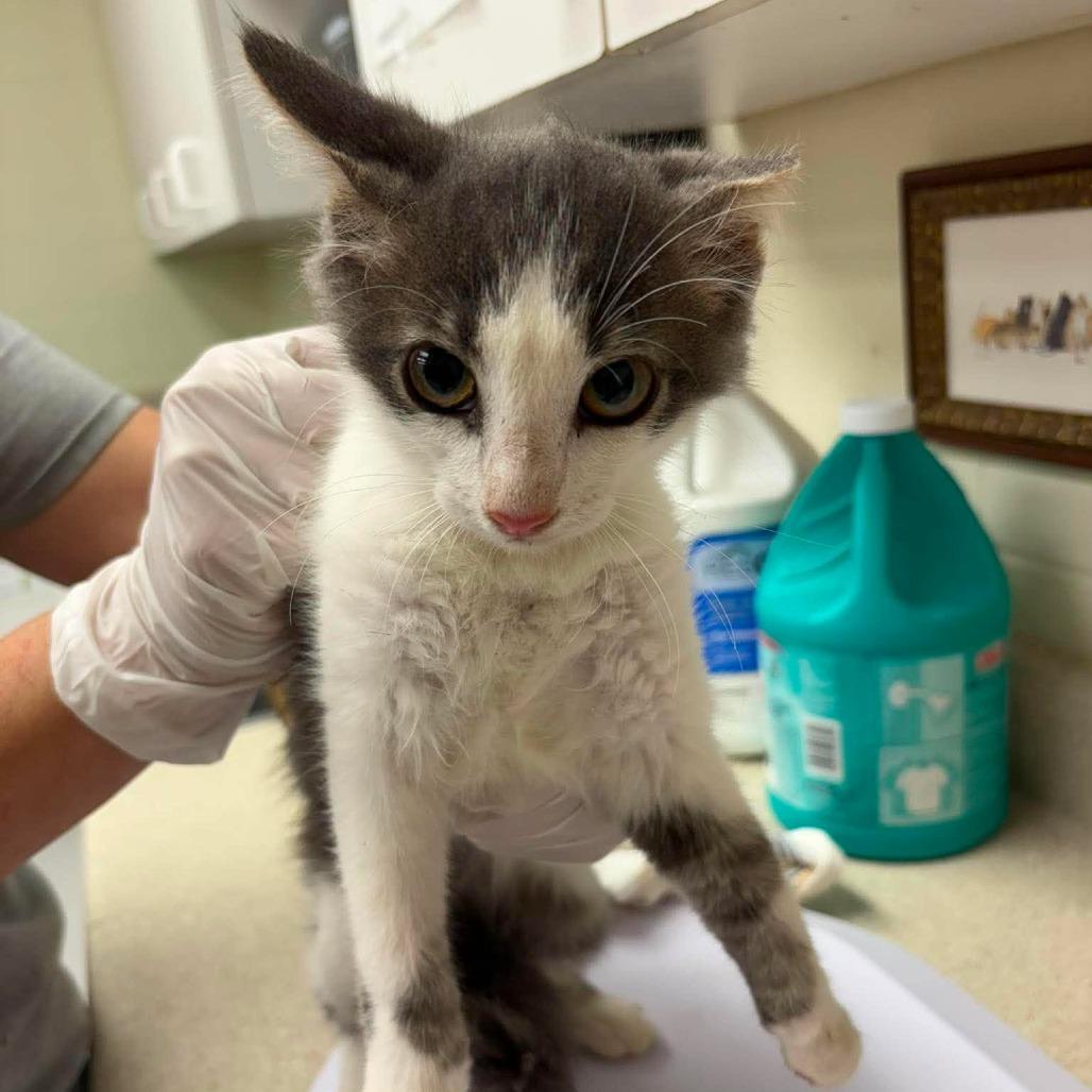Barn Nelly 26-07-155, Adoptable, Kitten Male Domestic Short Hair.
