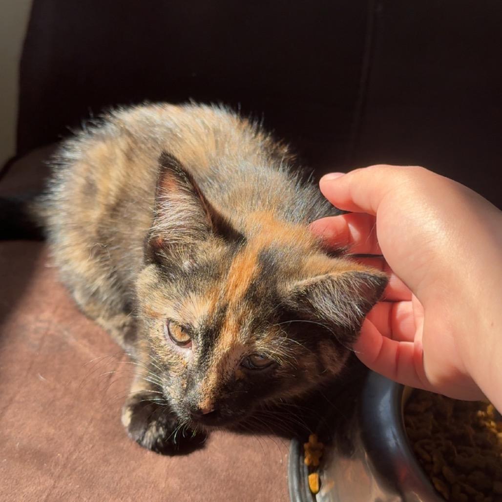 Leopard, a Adoptable Domestic Short Hair in Enterprise, AL image 1/5