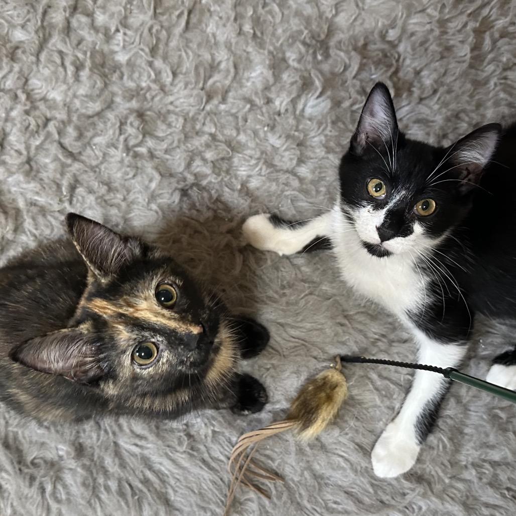 Leopard, a Adoptable Domestic Short Hair in Enterprise, AL image 2/5