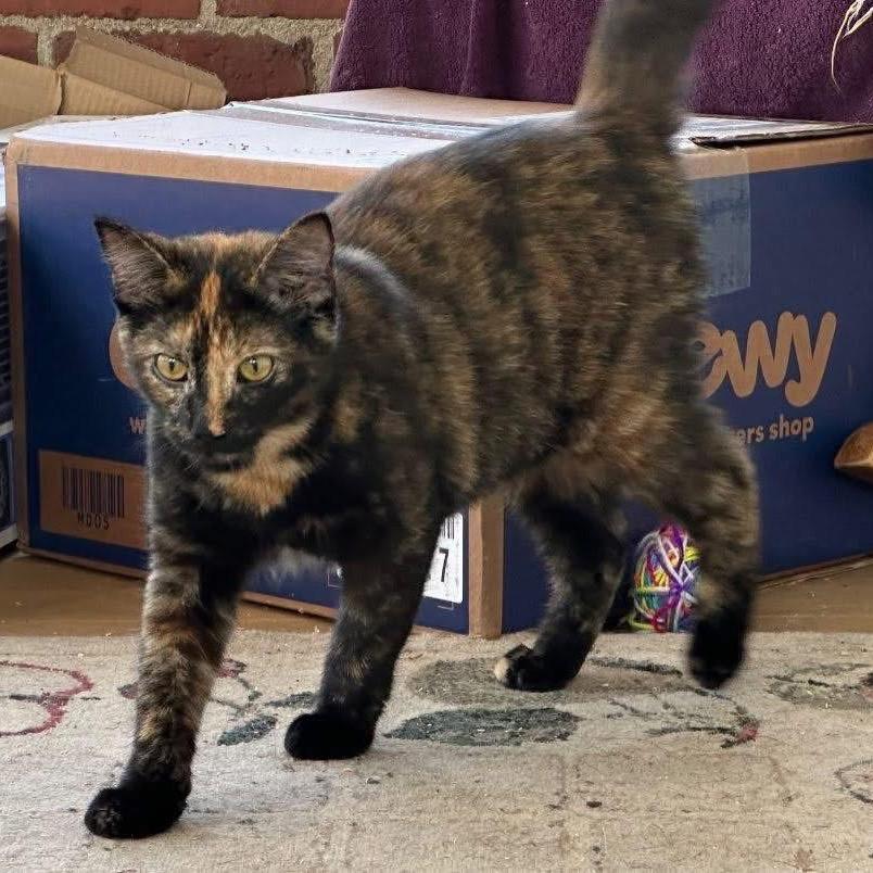 Leopard, a Adoptable Domestic Short Hair in Enterprise, AL image 3/5