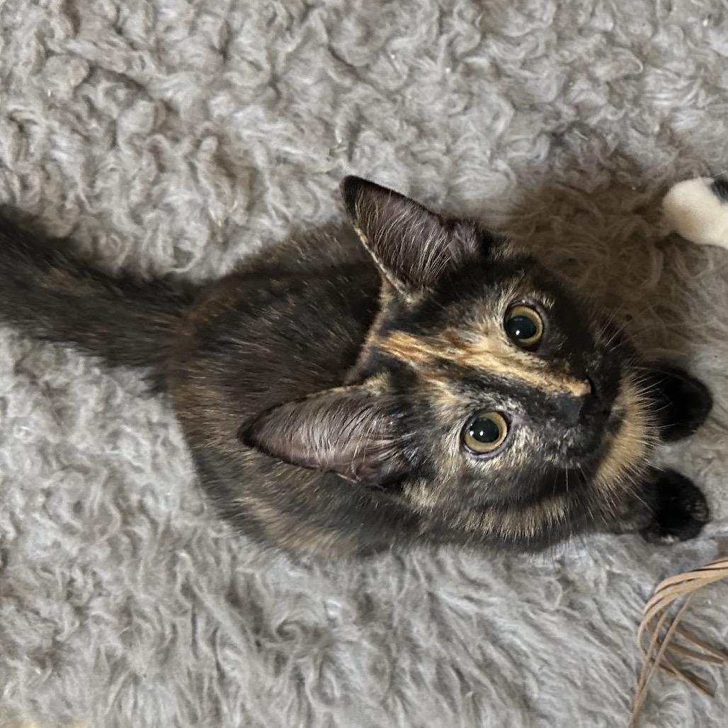 Leopard, a Adoptable Domestic Short Hair in Enterprise, AL image 4/5
