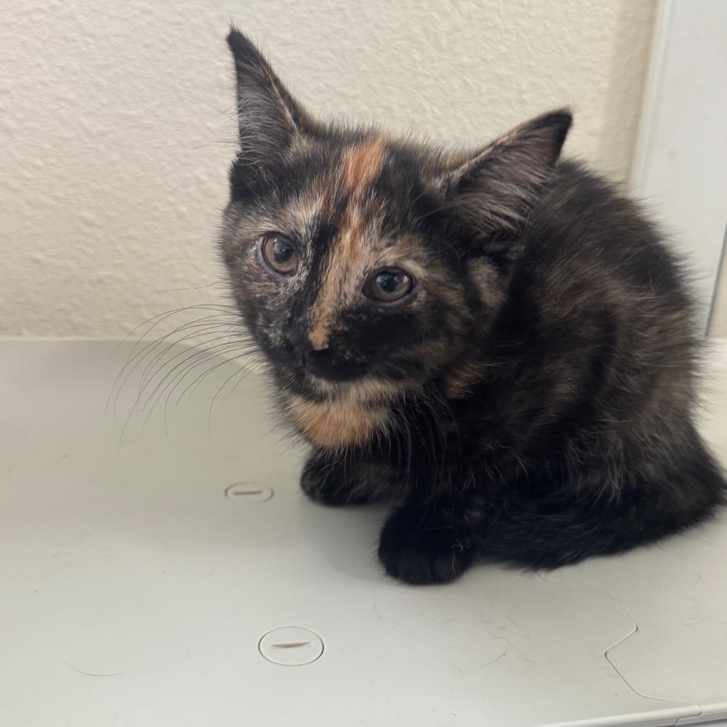 Leopard, a Adoptable Domestic Short Hair in Enterprise, AL image 5/5