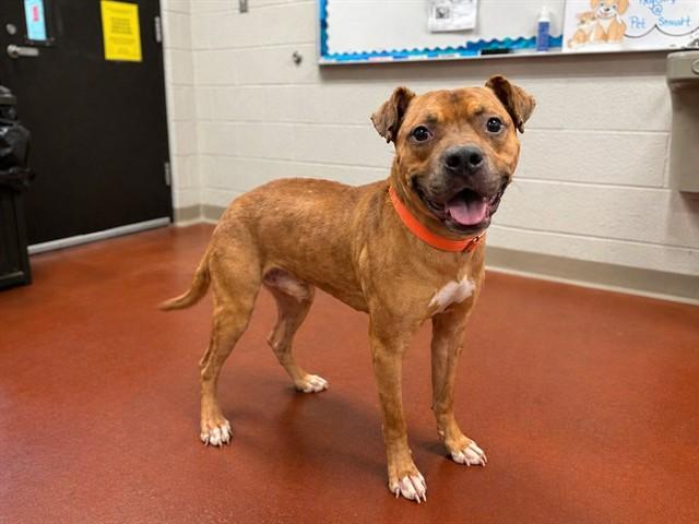 Enlarge SLIM SHADY, a Adoptable mixed breed in Cookeville, TN image 1/1