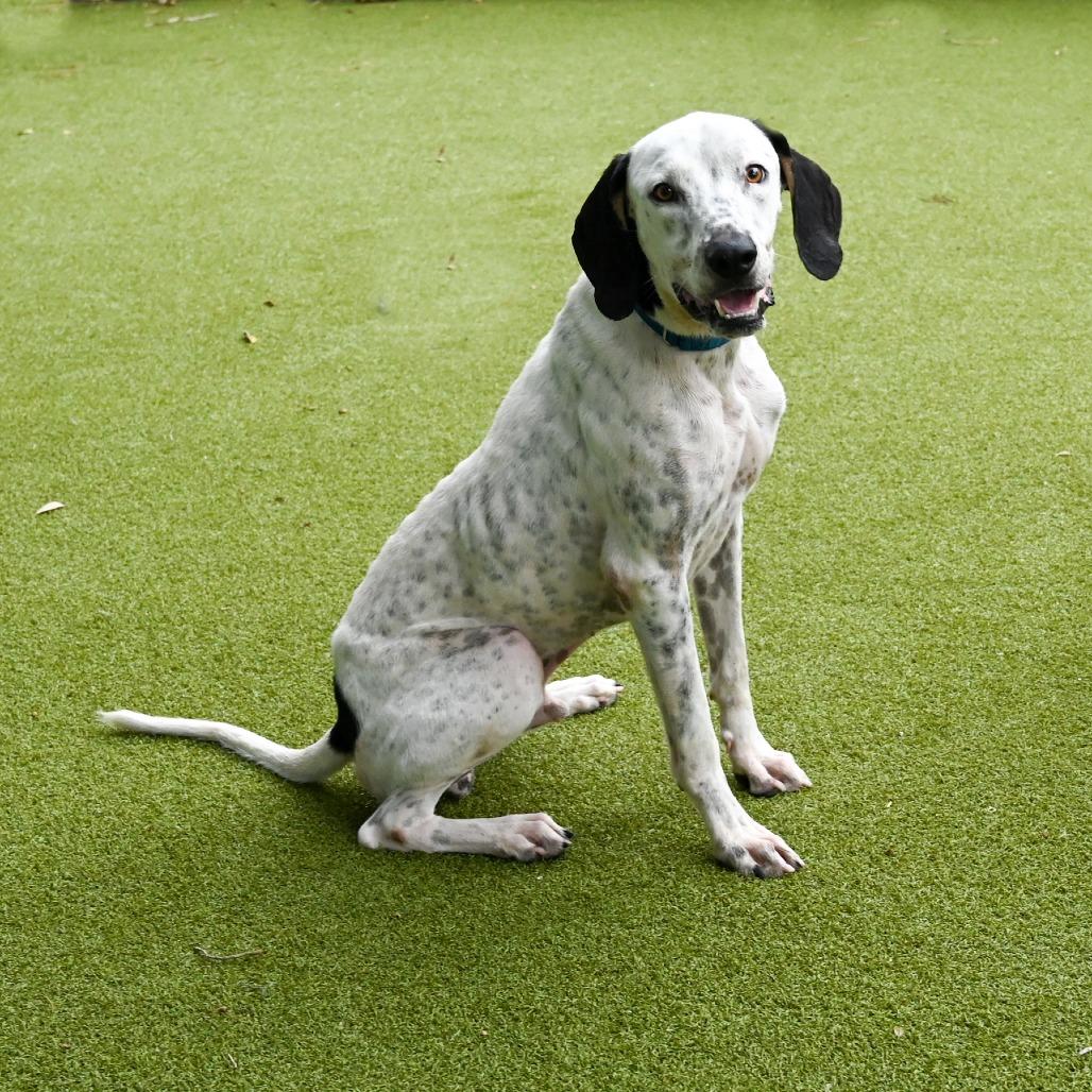 Hank, Adoptable, Adult Male Mixed Breed.