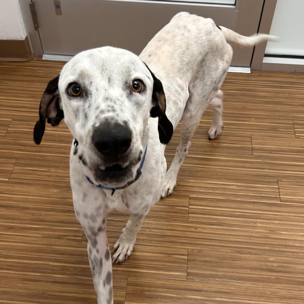 Enlarge Hank, a Adoptable Mixed Breed in Sarasota, FL image 2/6