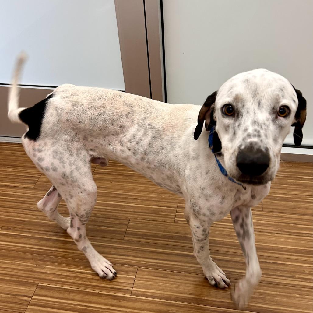 Enlarge Hank, a Adoptable Mixed Breed in Sarasota, FL image 3/6