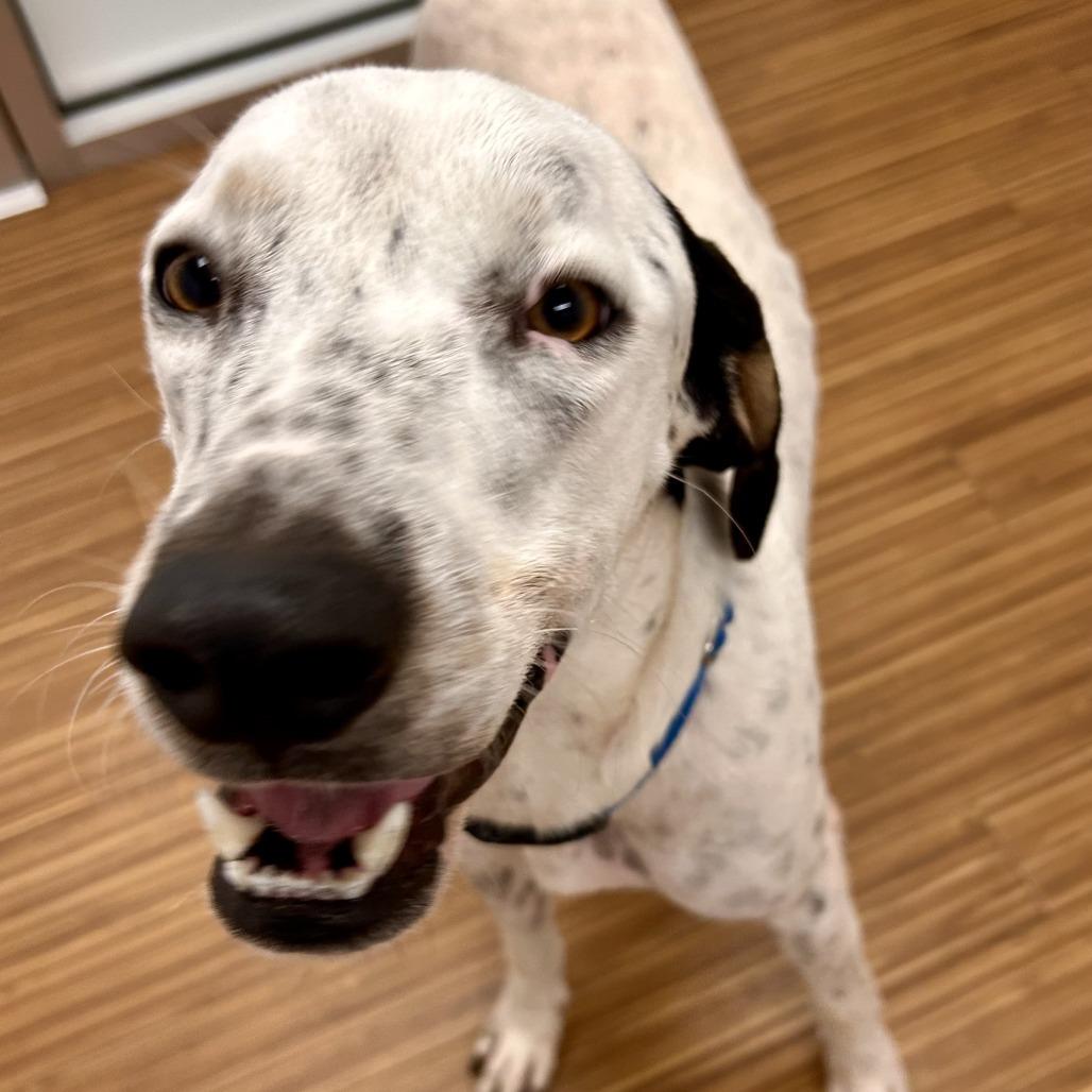 Enlarge Hank, a Adoptable Mixed Breed in Sarasota, FL image 4/6