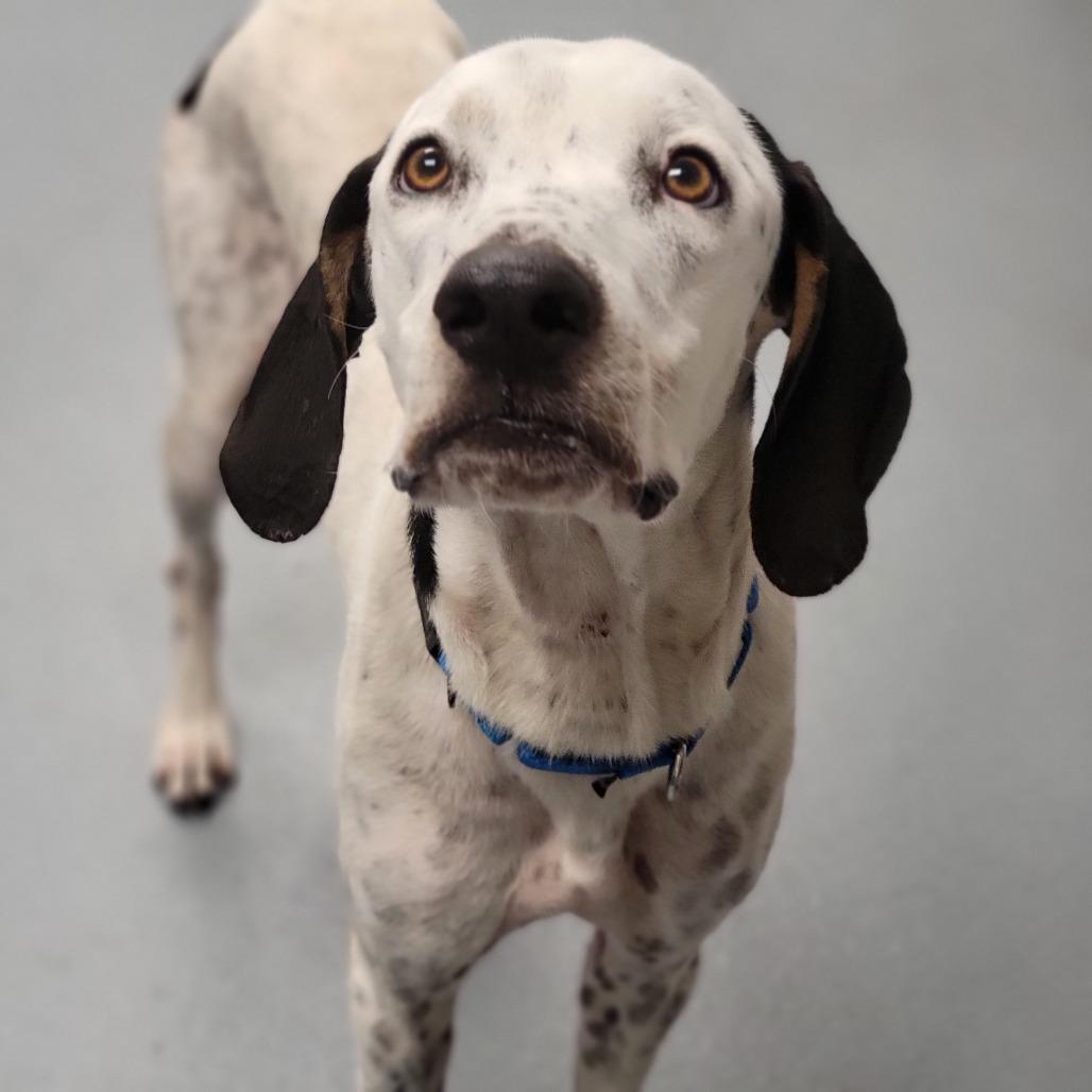 Enlarge Hank, a Adoptable Mixed Breed in Sarasota, FL image 5/6