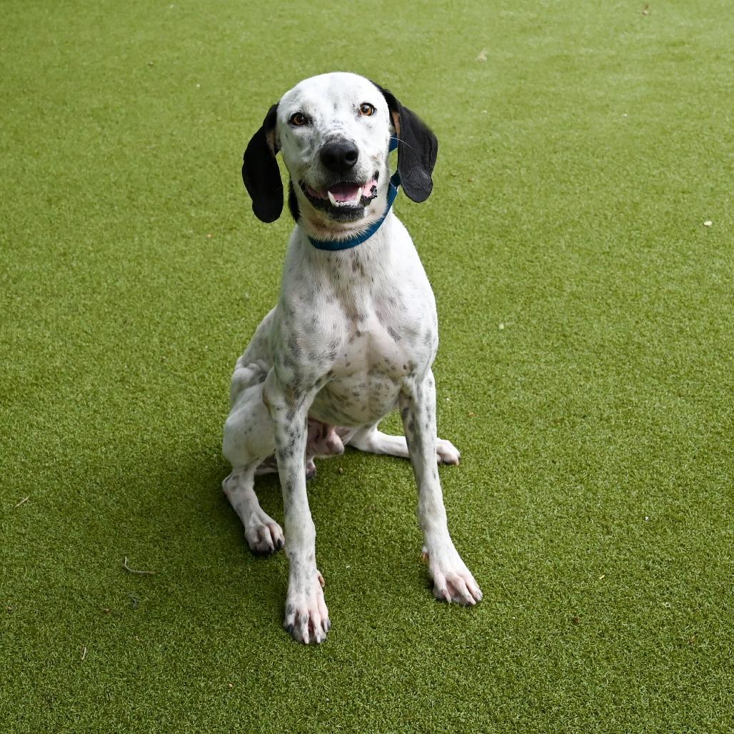 Enlarge Hank, a Adoptable Mixed Breed in Sarasota, FL image 6/6