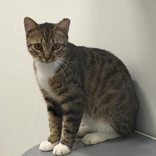 Meatball, Adoptable, Young Male Domestic Short Hair.