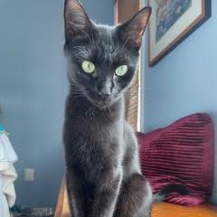 Cleopatra, Adoptable, Young Female Domestic Short Hair.