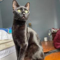 Enlarge Cleopatra, a Adoptable Domestic Short Hair in Fort Belvoir, VA image 2/6