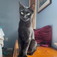 Enlarge Cleopatra, a Adoptable Domestic Short Hair in Fort Belvoir, VA image 3/6