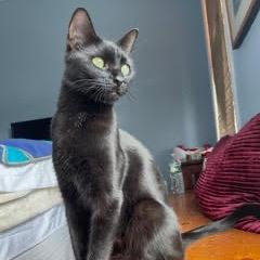 Enlarge Cleopatra, a Adoptable Domestic Short Hair in Fort Belvoir, VA image 4/6