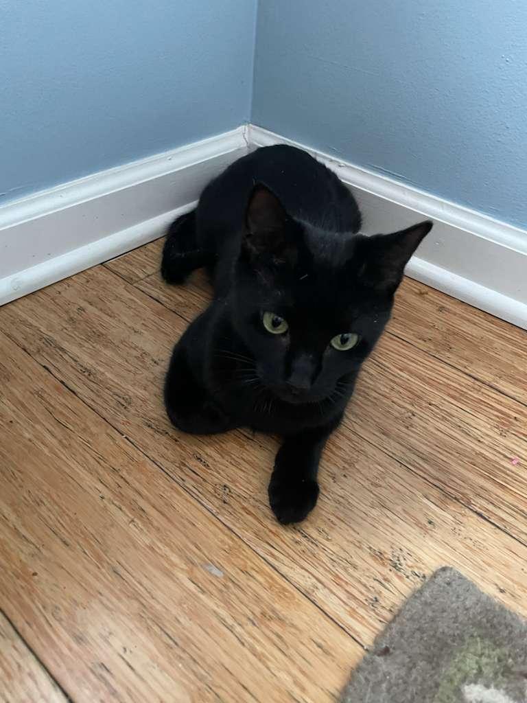 Cleopatra, a Adoptable Domestic Short Hair in Fort Belvoir, VA image 5/6