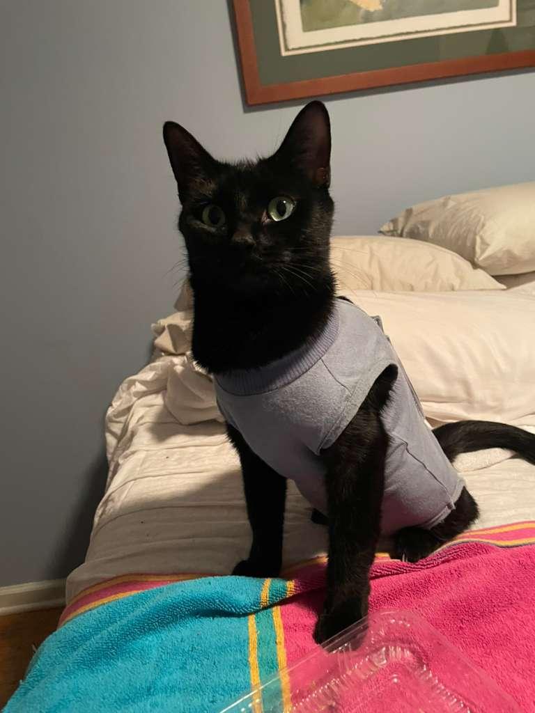 Cleopatra, a Adoptable Domestic Short Hair in Fort Belvoir, VA image 6/6