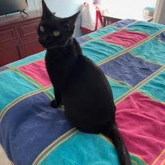 Enlarge Cleopatra, a Adoptable Domestic Short Hair in Fort Belvoir, VA image 5/6