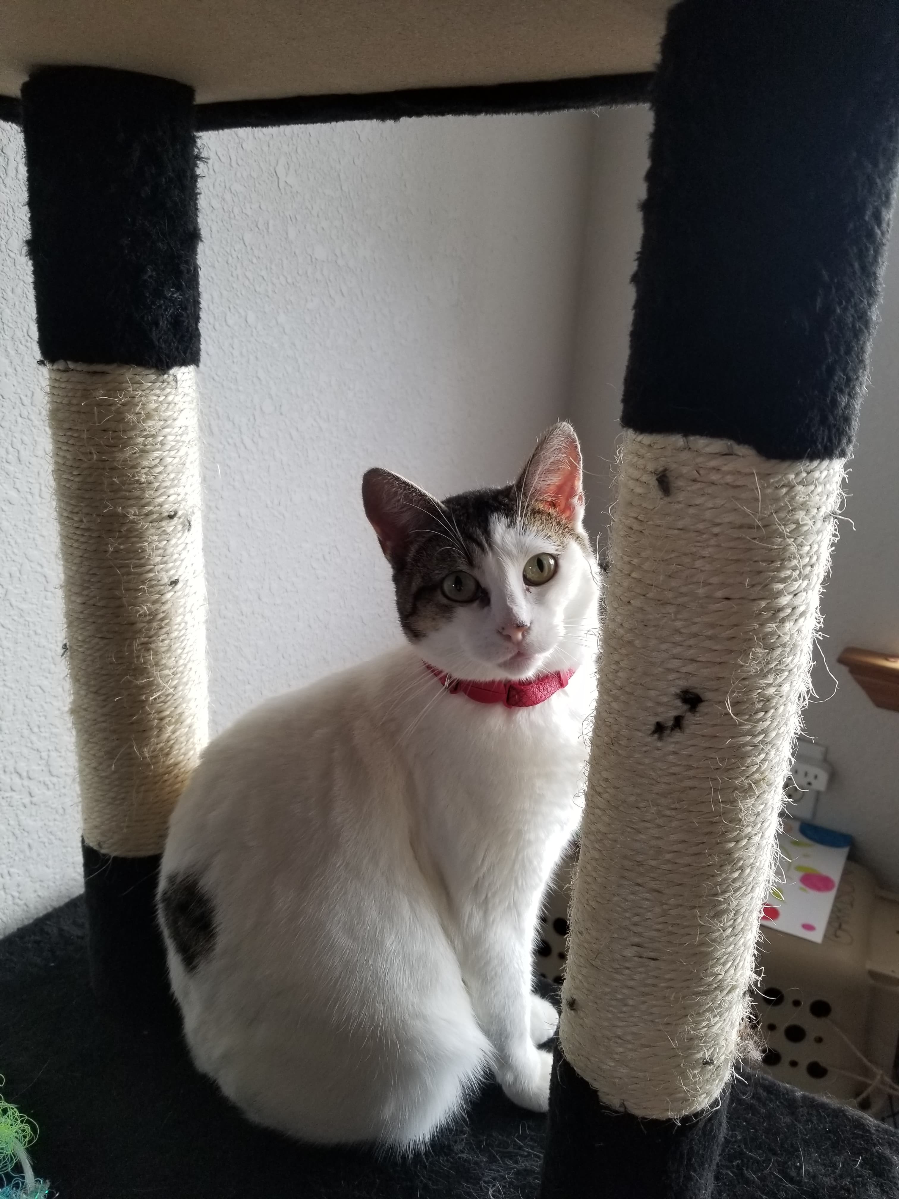 Enlarge Astra, a Adoptable mixed breed in Eureka, CA image 1/11