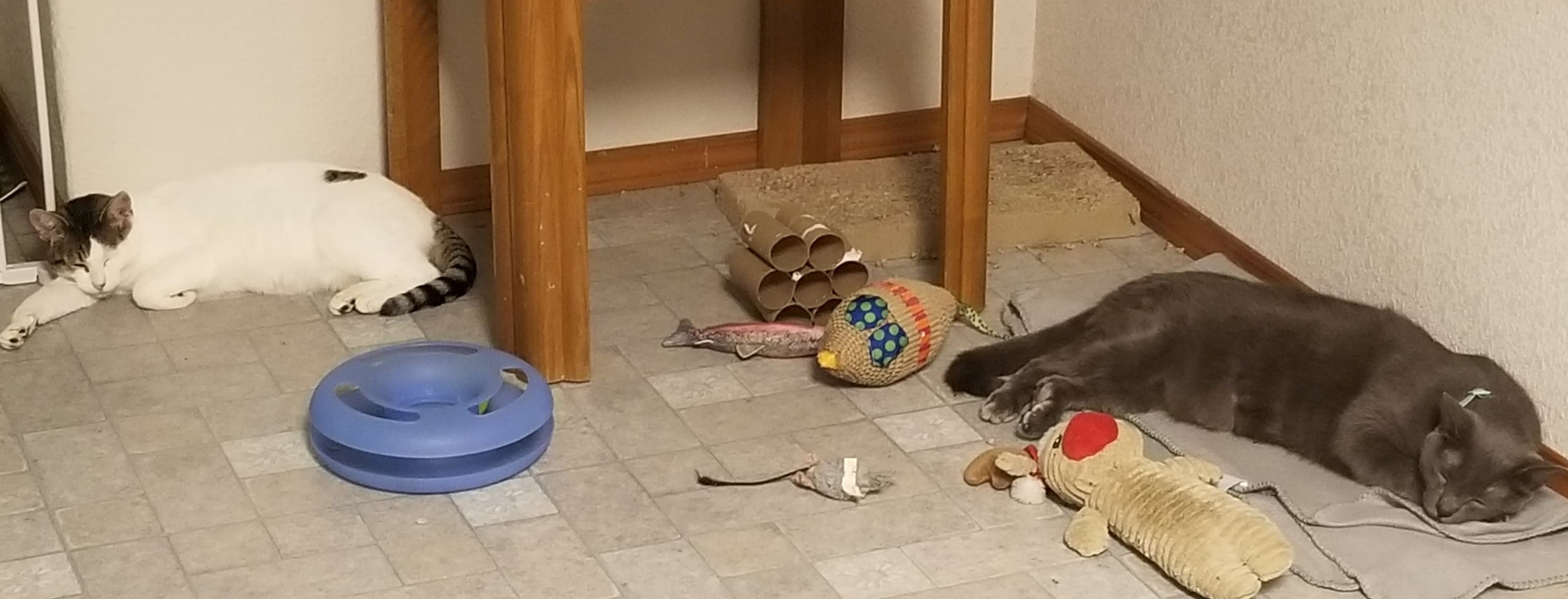 Enlarge Astra, a Adoptable mixed breed in Eureka, CA image 2/11