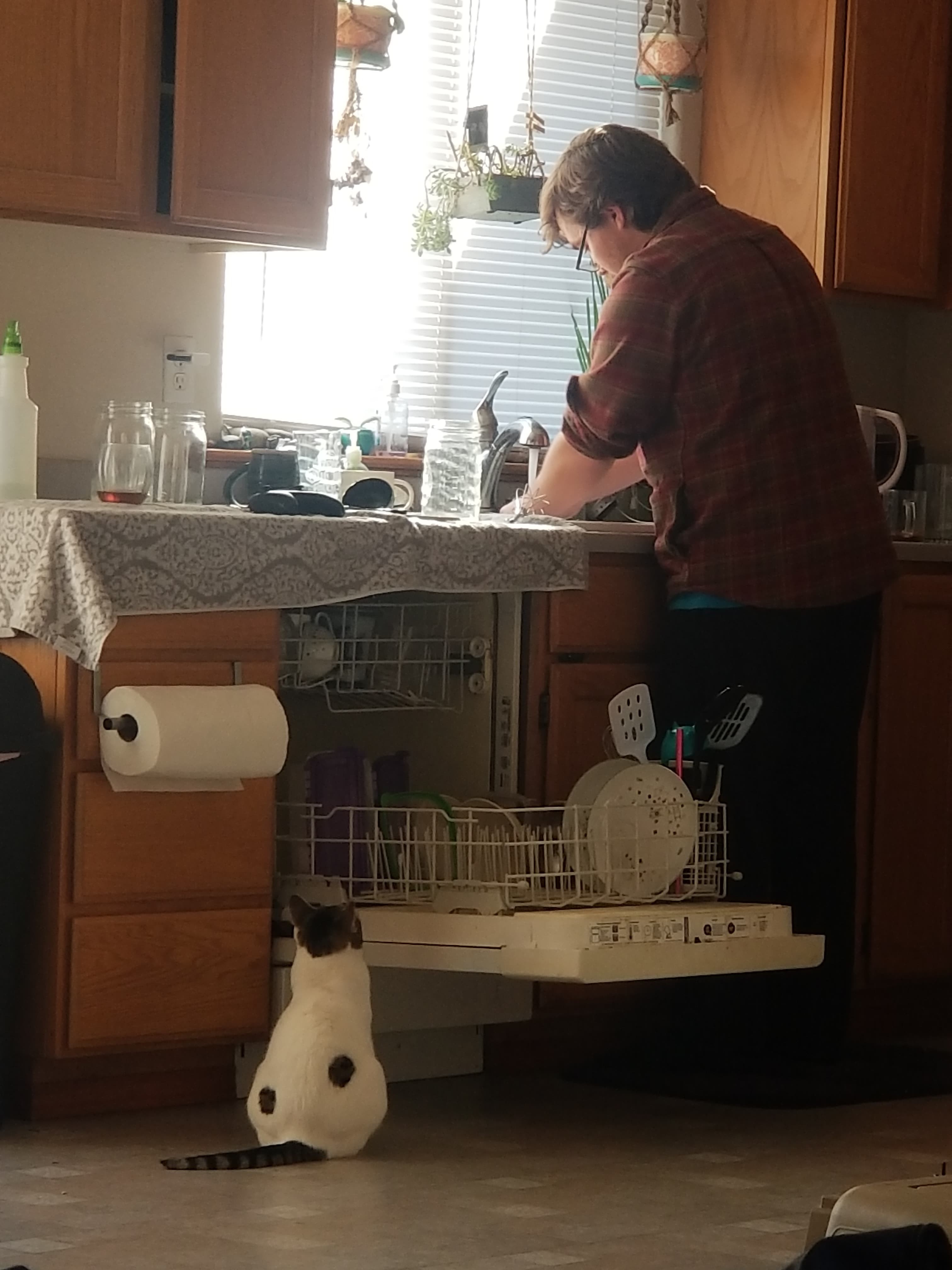 Enlarge Astra, a Adoptable mixed breed in Eureka, CA image 3/11