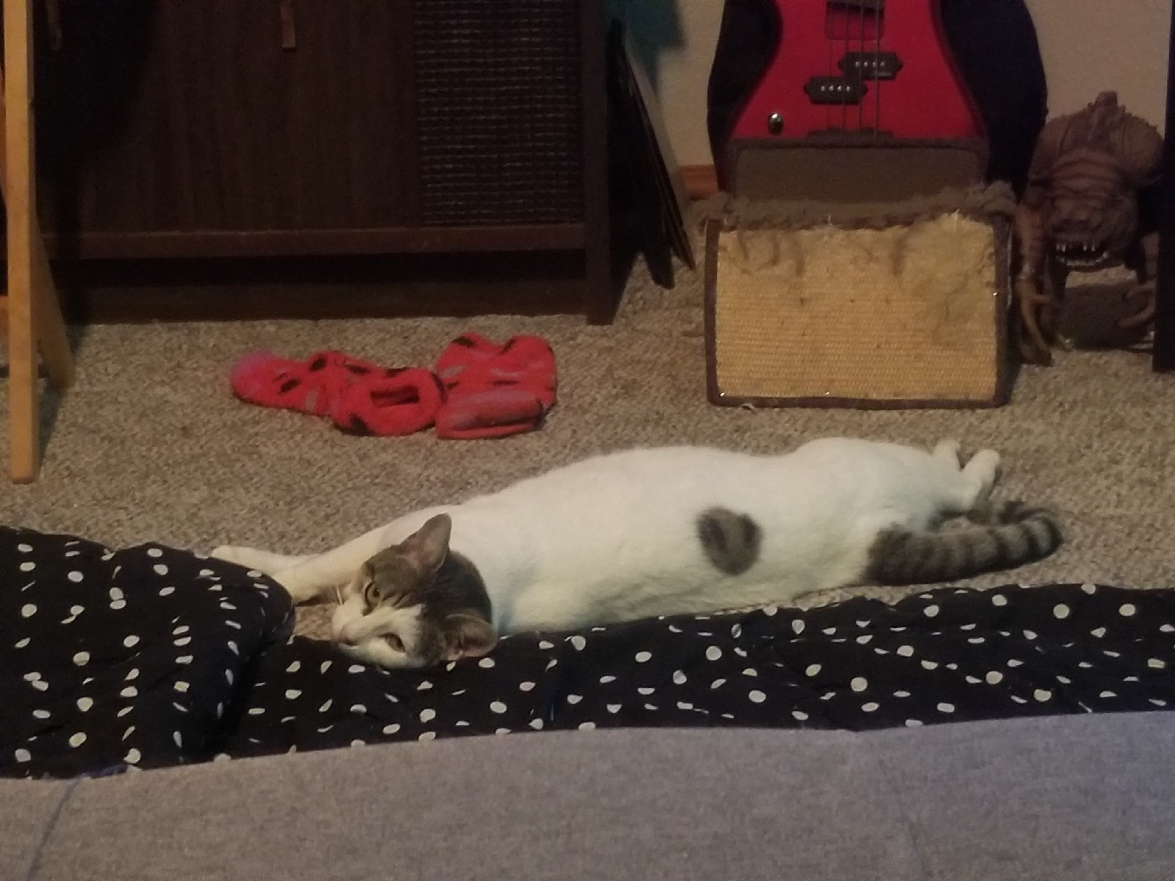 Enlarge Astra, a Adoptable mixed breed in Eureka, CA image 4/11