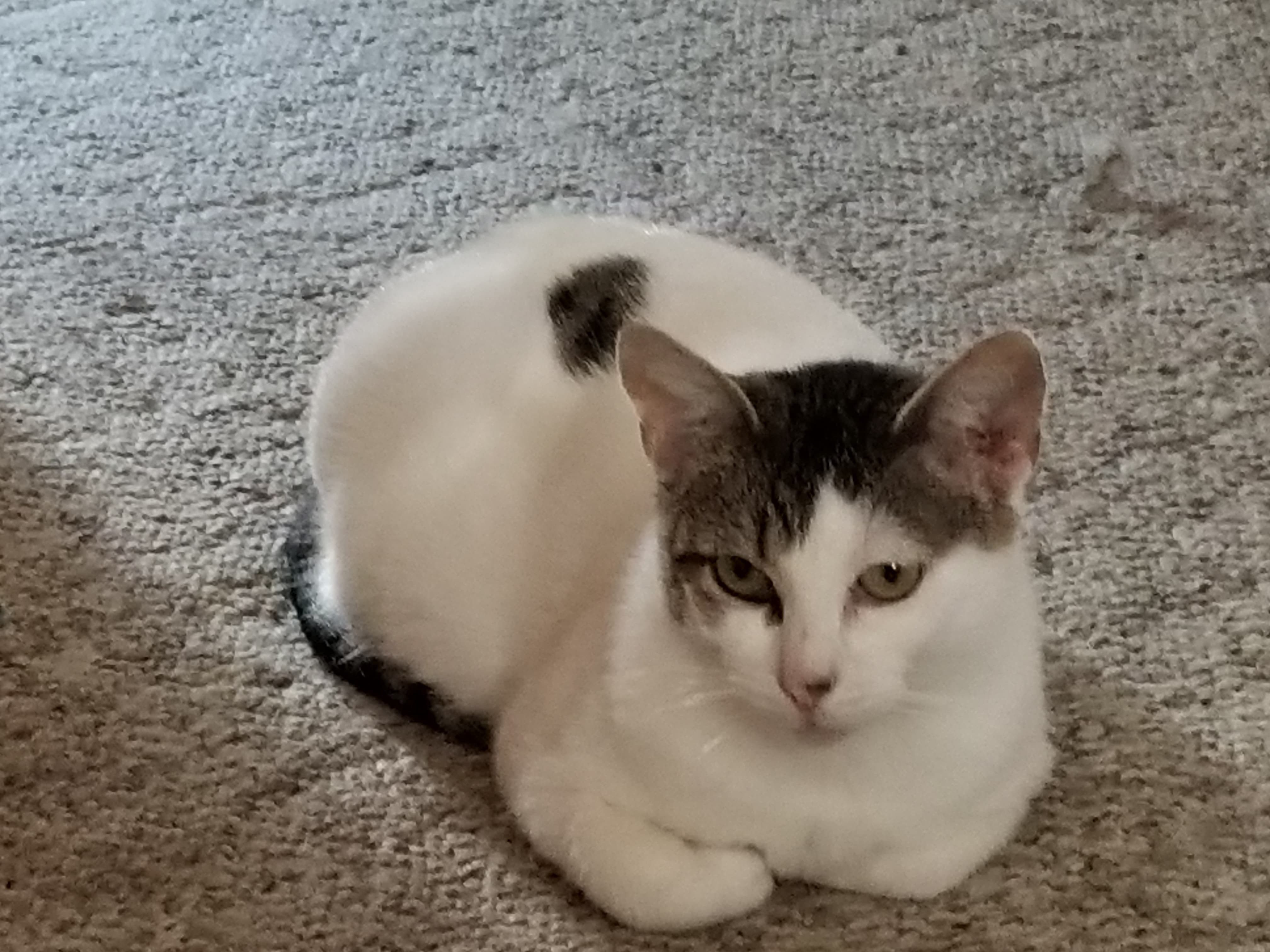 Enlarge Astra, a Adoptable mixed breed in Eureka, CA image 5/11