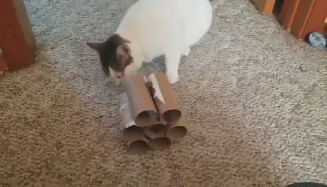 Enlarge Astra, a Adoptable mixed breed in Eureka, CA video 11/11