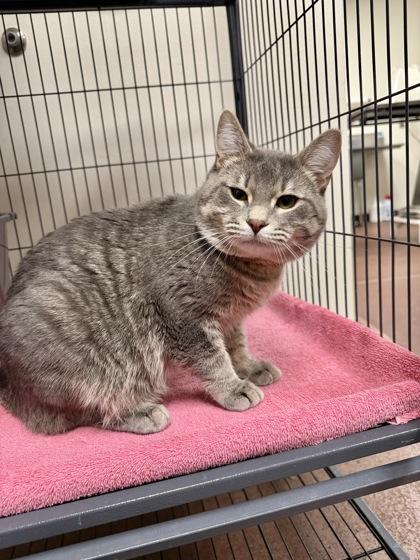 Enlarge Blue Cheese, a Adoptable mixed breed in Aberdeen, SD image 1/1