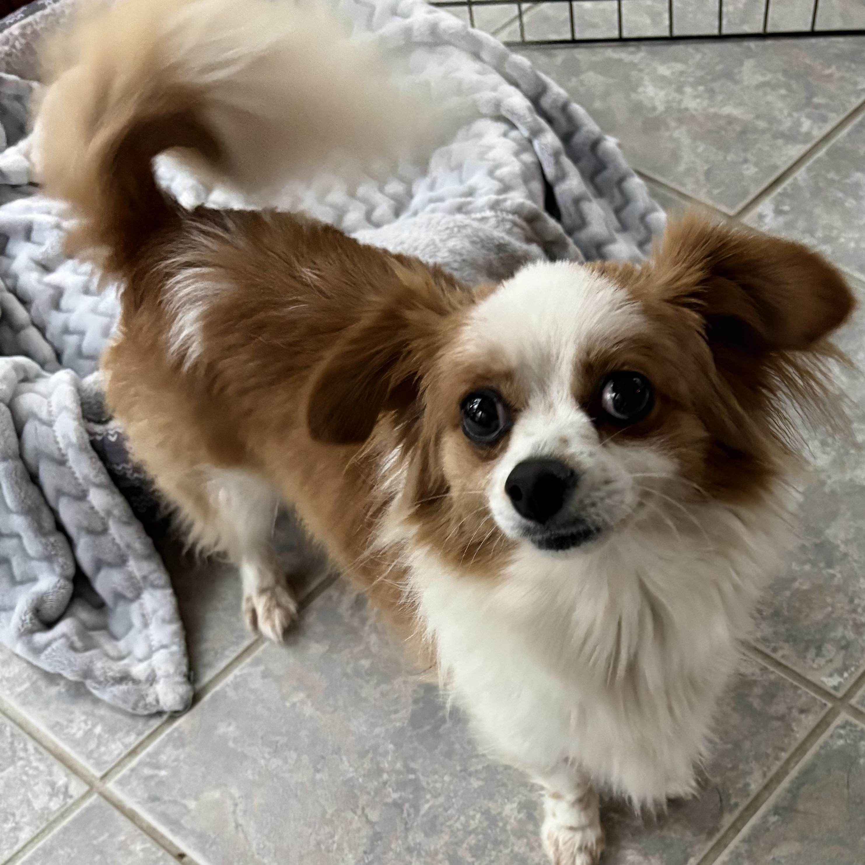 BEAU-URGENT, adopted, Adult Male Pomeranian & Chihuahua.