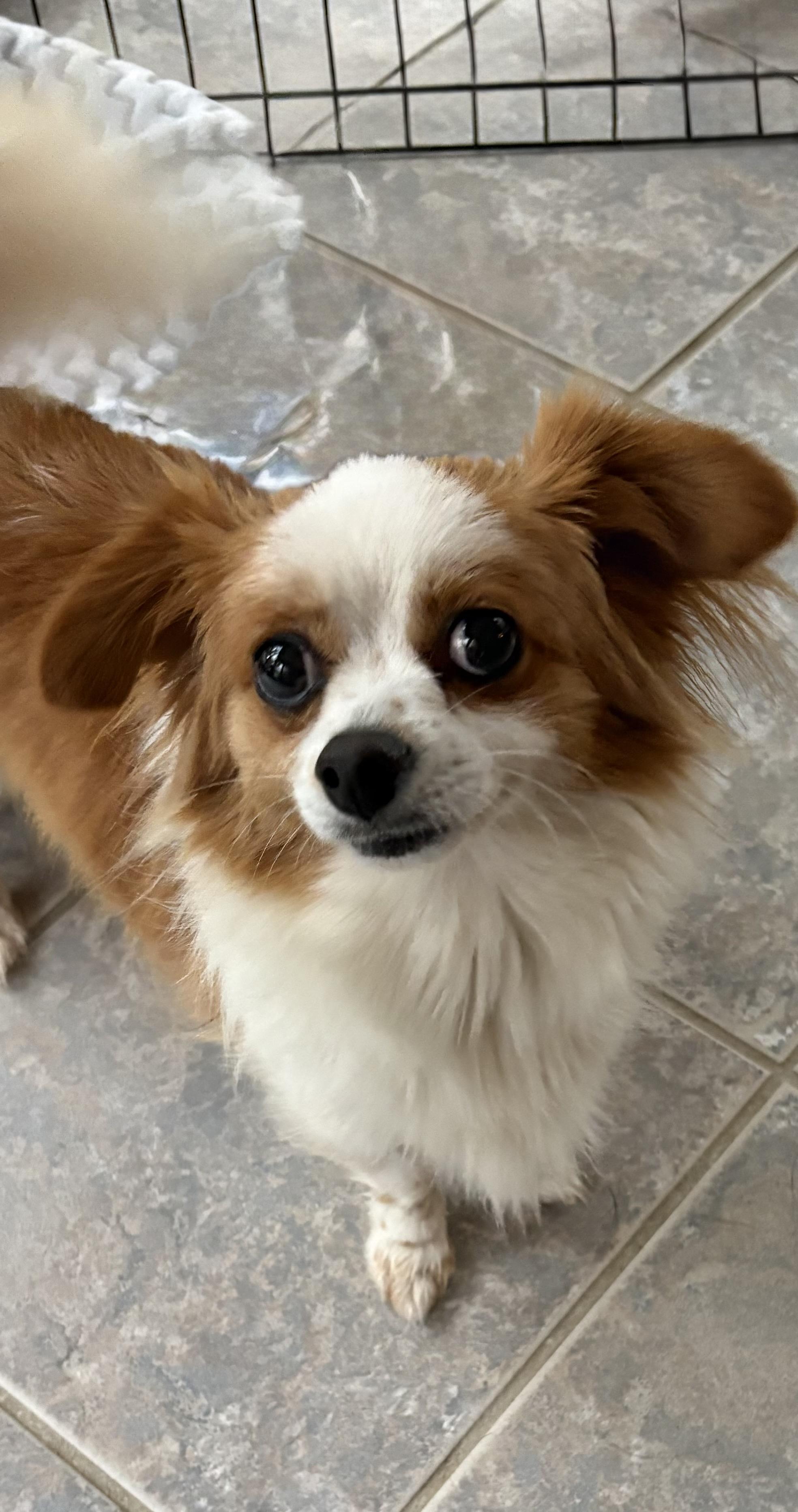 BEAU-URGENT, an adopted mixed breed in Wilmington, OH image 2/2
