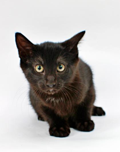 Squirtle, Adoptable, Kitten Male Domestic Short Hair & Domestic Short Hair.