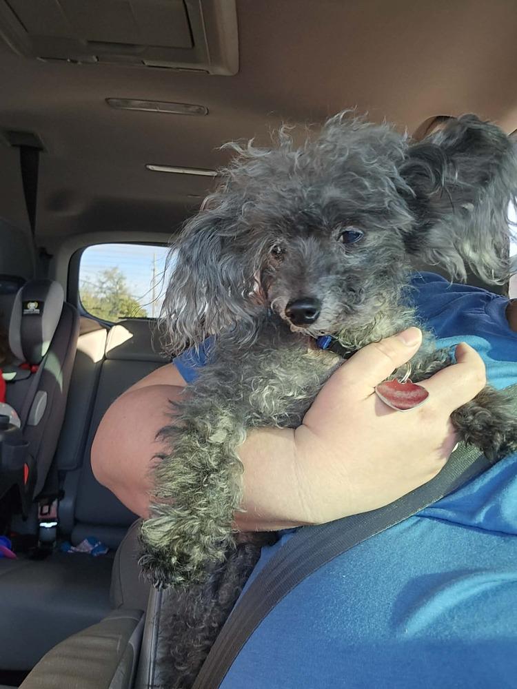 Little Man, Adoptable, Senior Male Poodle.