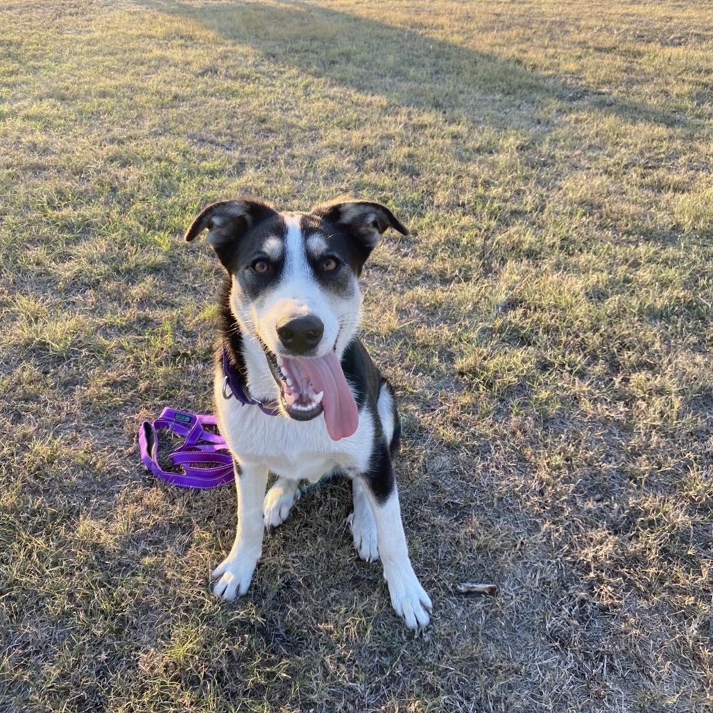 Enlarge Bonnie, a ADOPTABLE mixed breed in Johnson City, TX image 2/2