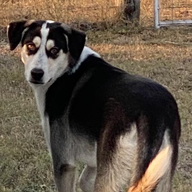 Enlarge Bonnie, a ADOPTABLE mixed breed in Johnson City, TX image 1/2