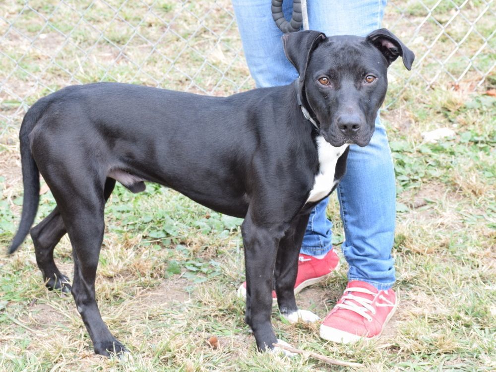 Jet, a Adoptable mixed breed in Anniston, AL image 5/6