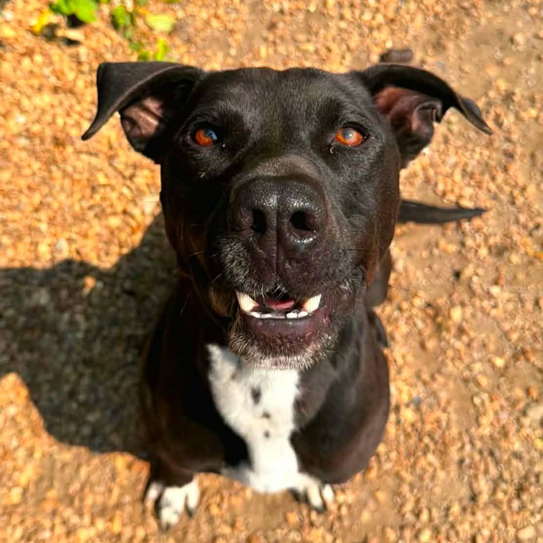 Enlarge Jet, a Adoptable mixed breed in Anniston, AL image 1/6