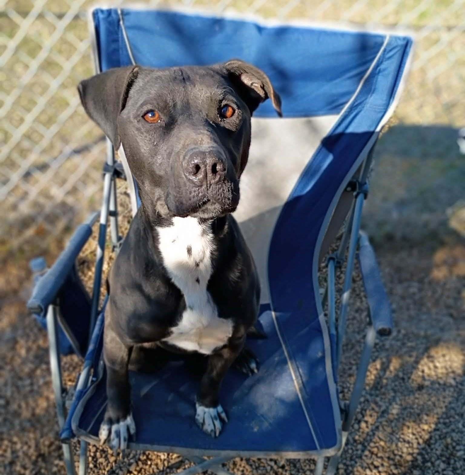 Jet, a Adoptable mixed breed in Anniston, AL image 4/6