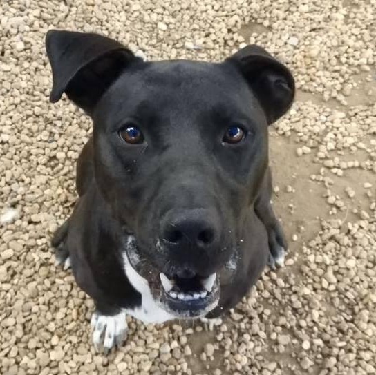 Jet, Adoptable, Adult Male Boxer & Labrador Retriever.